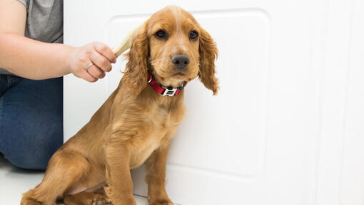 Chiot en train d’être brossé avant son bain