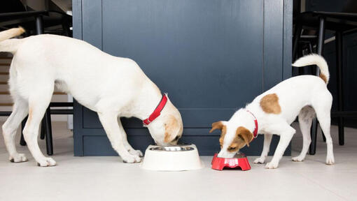 Hunde fressen aus Näpfen