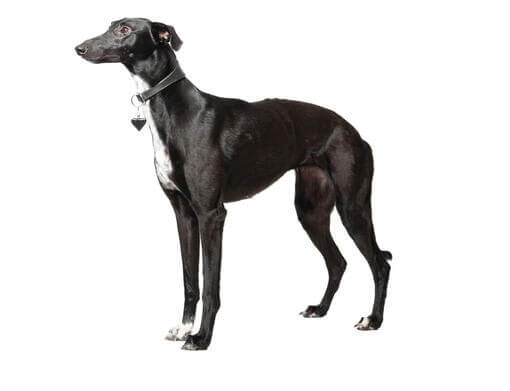 Lévrier Whippet (Lévrier nain)