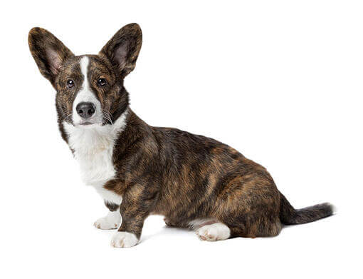 Welsh Corgi (Cardigan) (poil moyen/long)