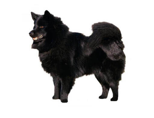 Schwedischer Lapphund