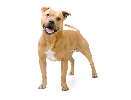 Staffordshire Bull Terrier