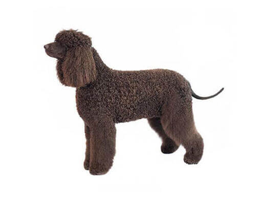 Irish Water Spaniel