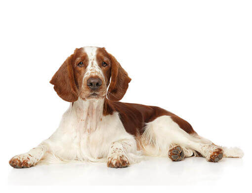 Springer gallois (Welsh Springer Spaniel)