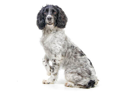 English Springer Spaniel