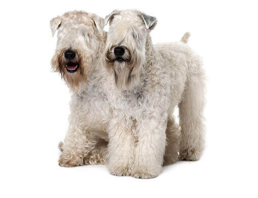 Irischer Soft Coated Wheaten Terrier