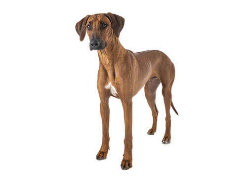 Chien de Rhodésie (Rhodesian Ridgeback)