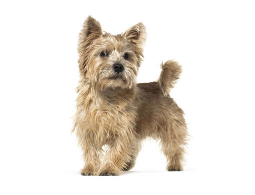 Norwich Terrier