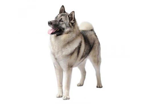 Chien d'élan norvégien (Elkhound)