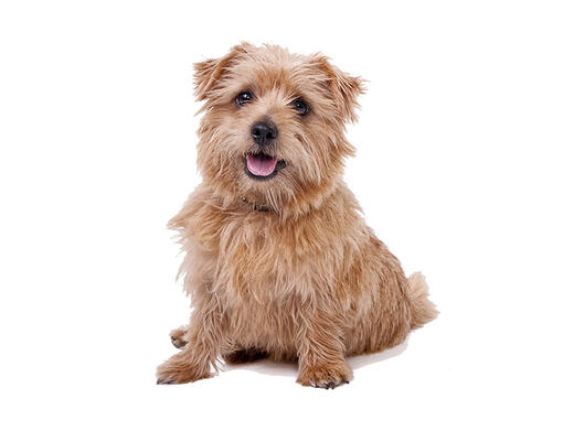 Norfolk Terrier