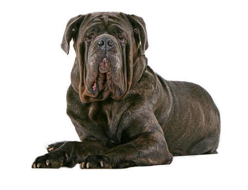 Mastino Napoletano 