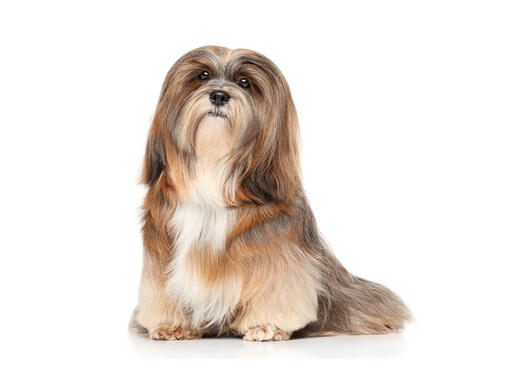 Lhassa Apso