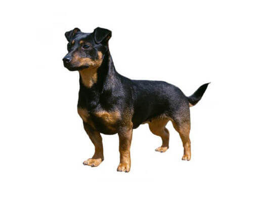 Lancashire Heeler (Ormskirk Terrier)