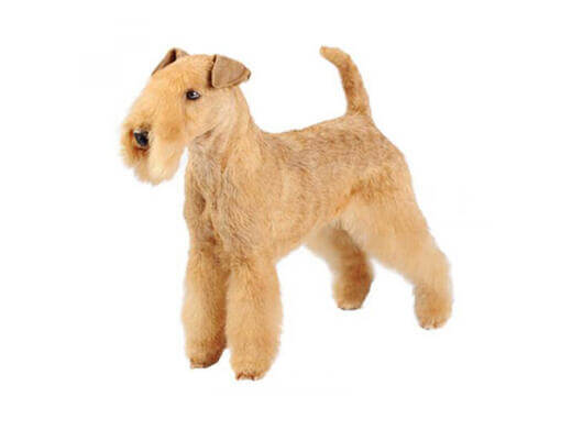 Lakeland Terrier Mobile