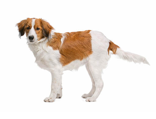 Nederlandse Kooikerhondje