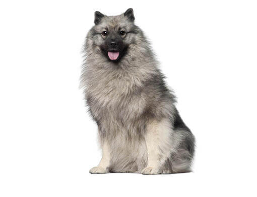 Spitz-Loup (Keeshond)