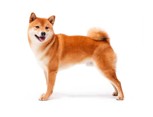 Shiba Inu