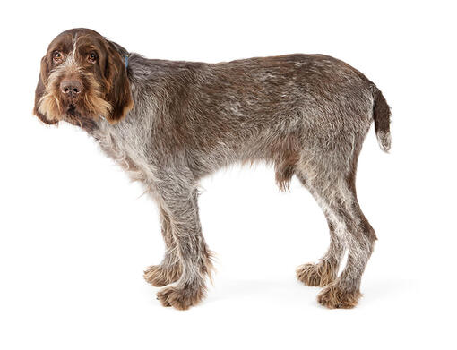 Spinone Italiano