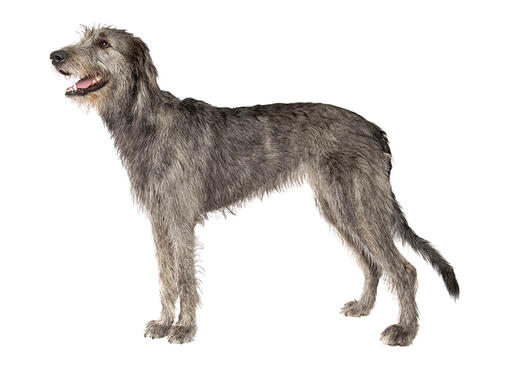 Lévrier irlandais (Irish Wolfhound)