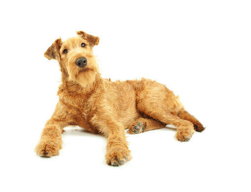 Irish Terrier Mobile