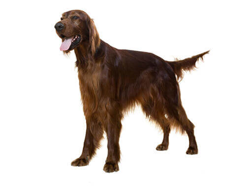 Irish Red Setter