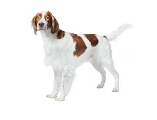 Setter irlandais rouge et blanc