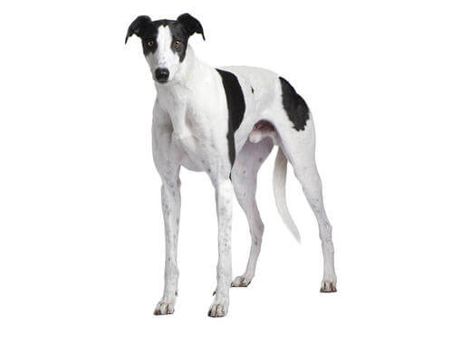 Lévrier anglais (Greyhound)