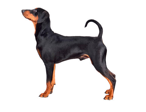 Pinscher allemand