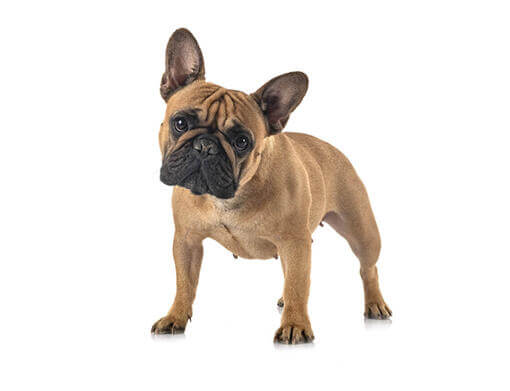 https://www.purina.ch/sites/default/files/styles/ttt_image_510/public/2021-02/BREED%20Hero%20Mobile_0114_french_bulldog.jpg?itok=WANE6bt-