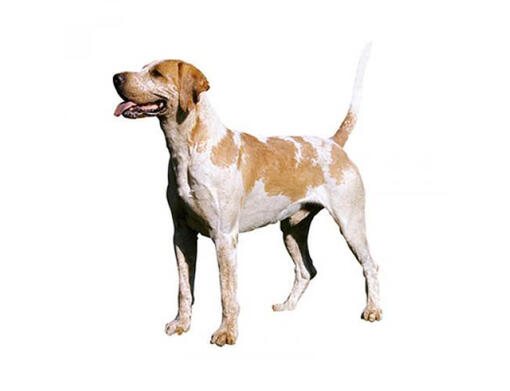 Foxhound anglais