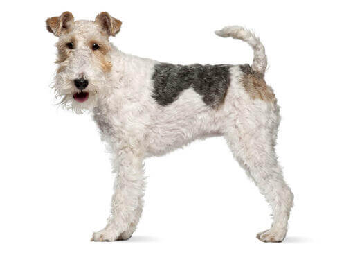 Drahthaar-Foxterrier 