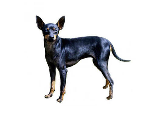 Toy Terrier anglais (noir et feu)