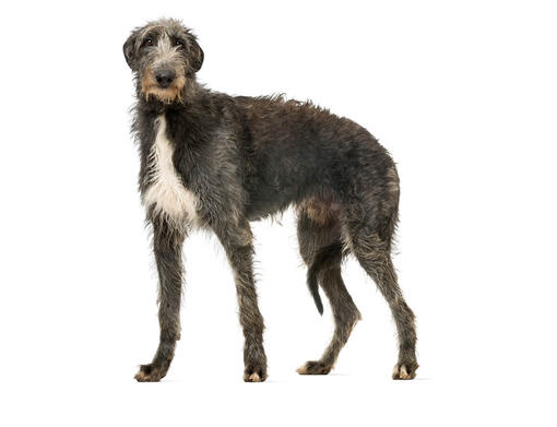 Lévrier écossais (Scottish Deerhound)