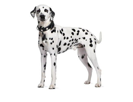 Dalmatien