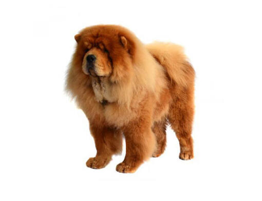 Chow-chow (poil long)