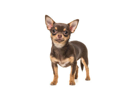 Chihuahua (poil court)