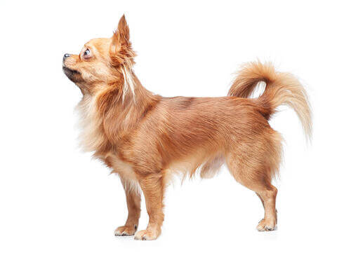 Chihuahua (à poil long)
