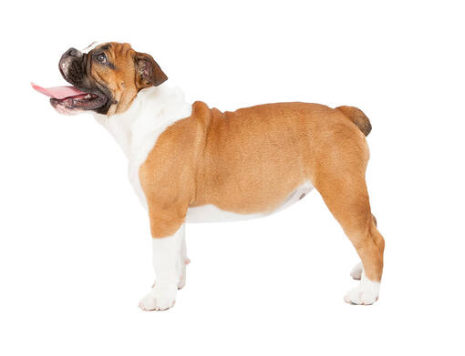 Bulldogge