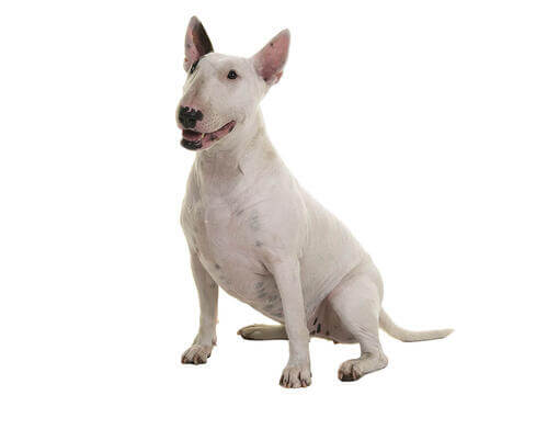 Bullterrier