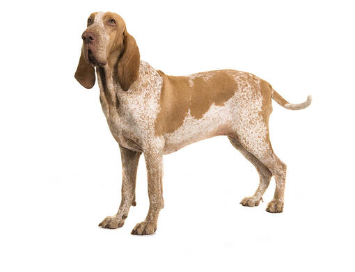 Bracco Italiano