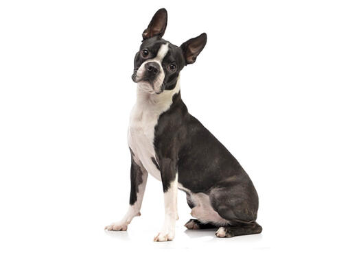 Boston terrier