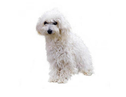 Bichon bolonais