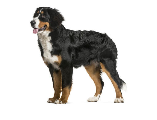 Berner Sennenhund