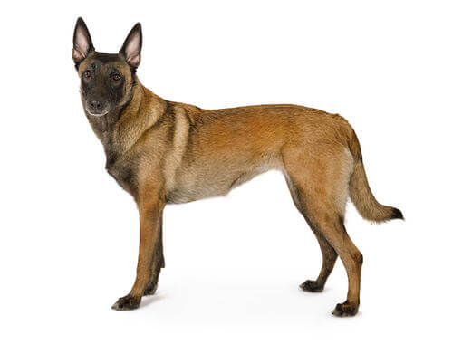 Berger belge Malinois