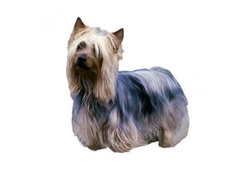 Silky terrier australien