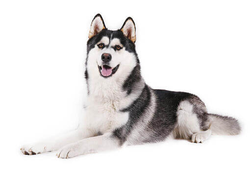 Malamute de l'Alaska