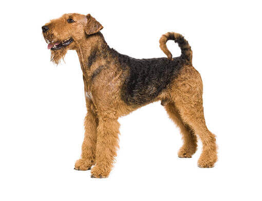  Airedale terrier