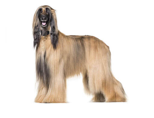 Afghanischer Windhund