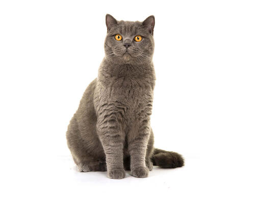 British shorthair