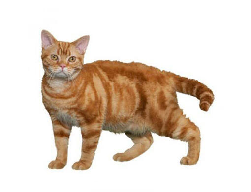 American wirehair